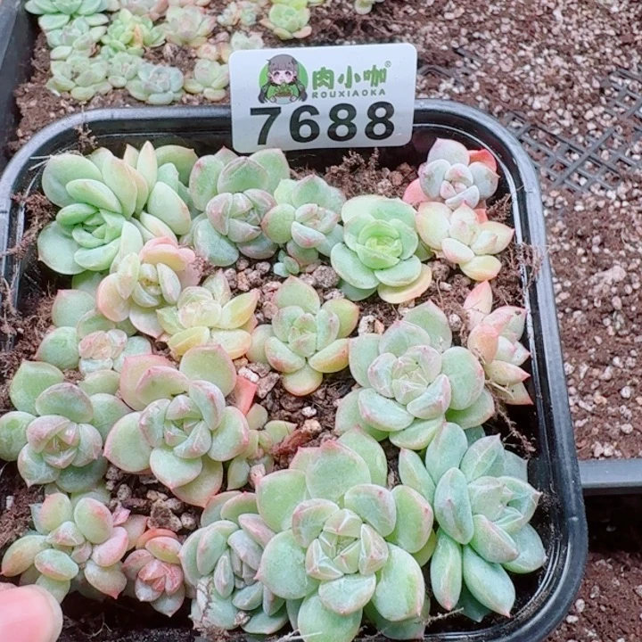 多肉植物多肉植物
