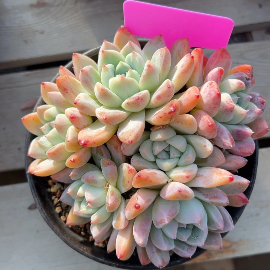 阿尔巴佳人11111111111111