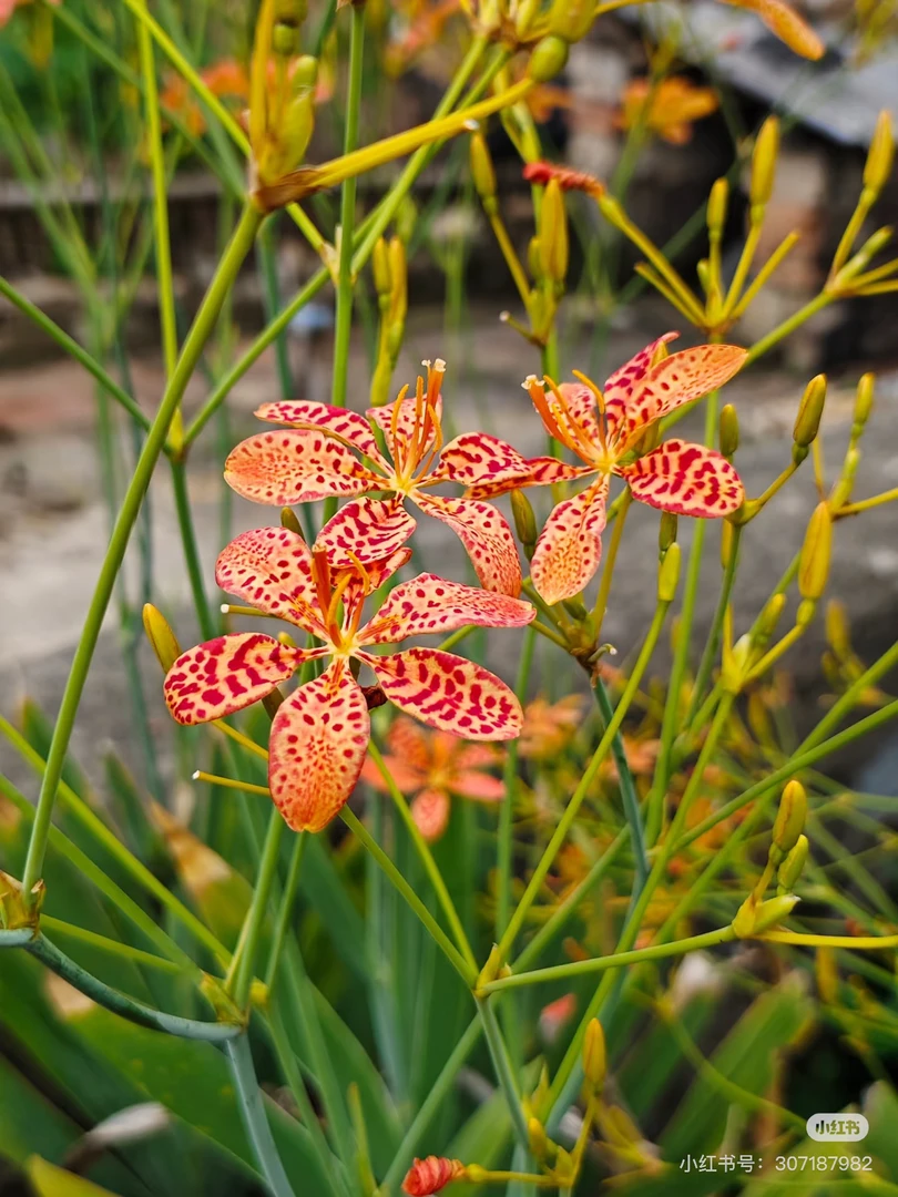 【德国鸢尾】1盆110口径 （红色） 多年生耐寒盆栽地栽