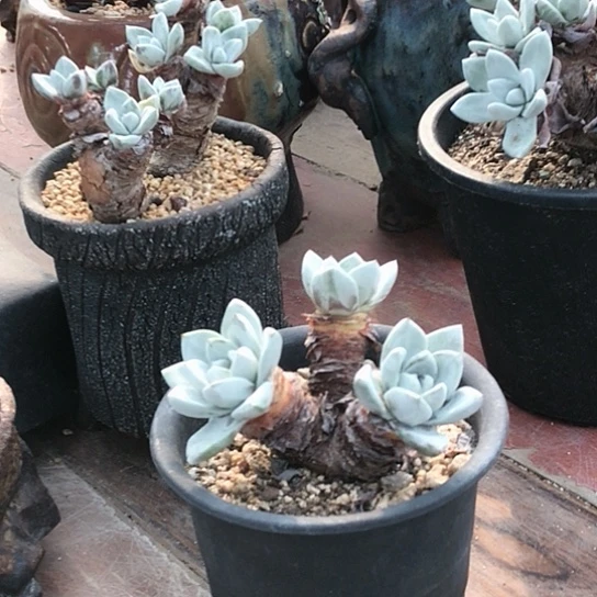 韩货苹果叶仙女杯