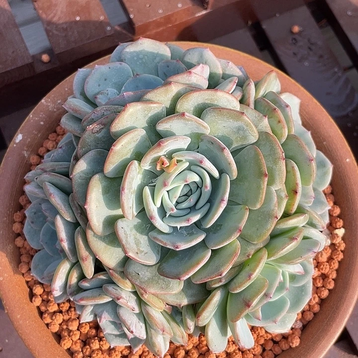 勃朗峰多肉植物群生