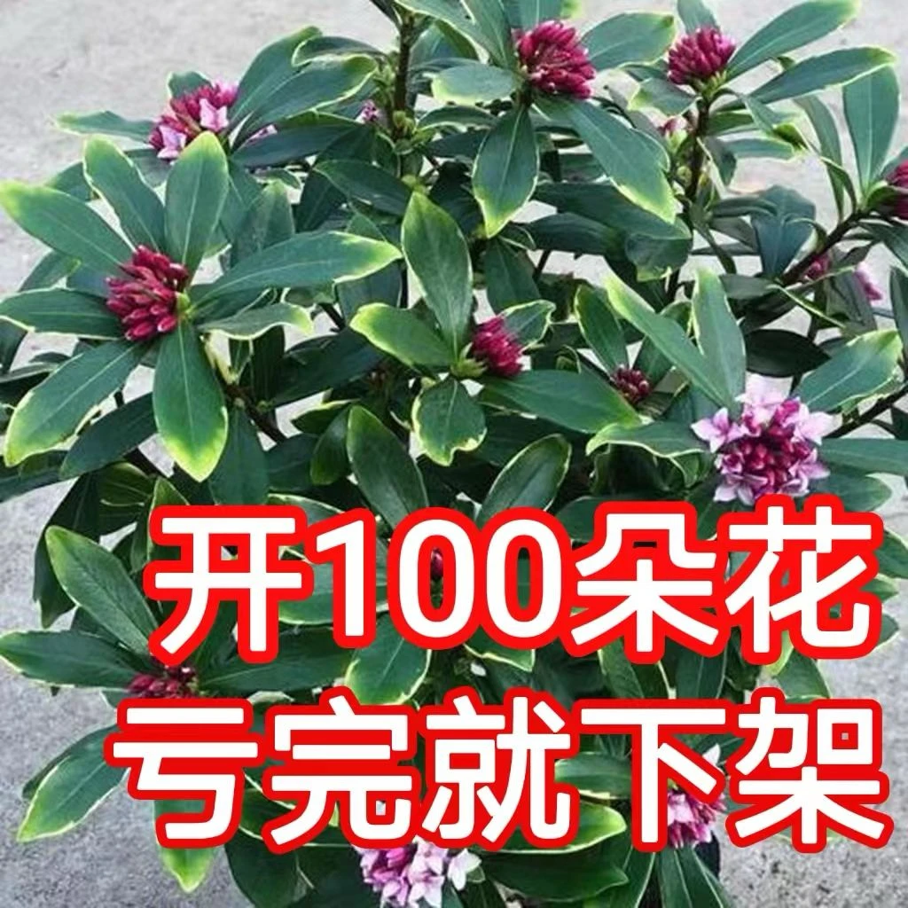 正宗金边瑞香盆栽绿植鲜花卉红色冬季室内防冻耐寒浓香四季