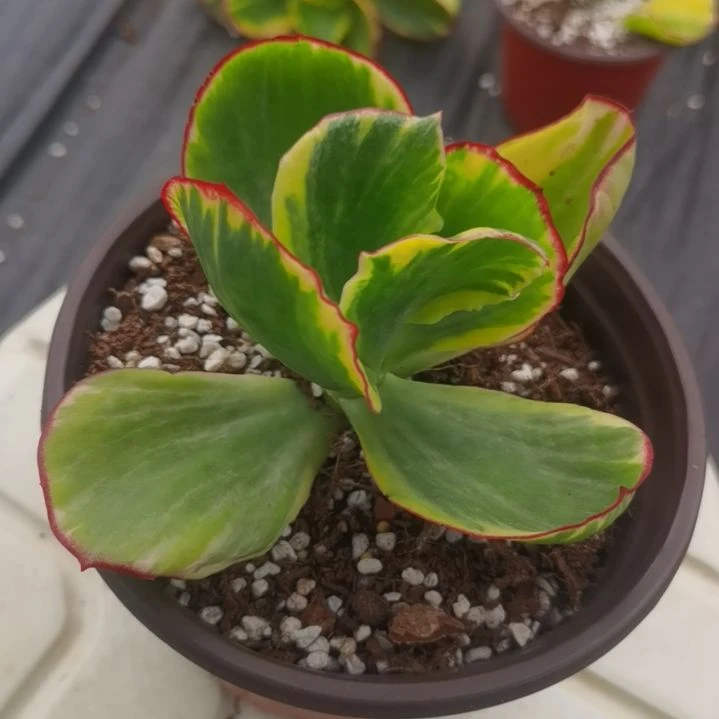 包菜家族的青梅白覆轮锦