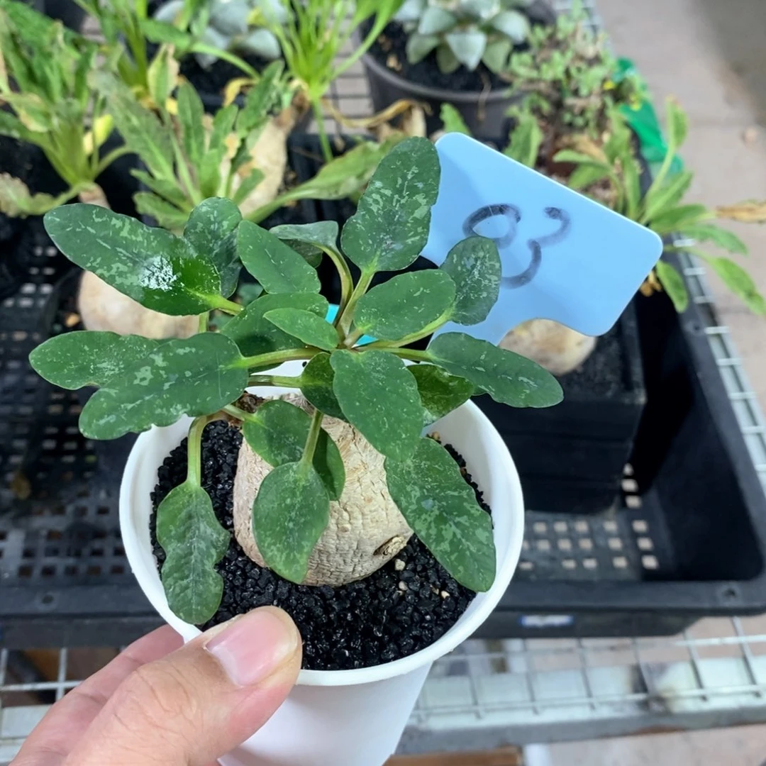 产地爱翠丝大戢一个