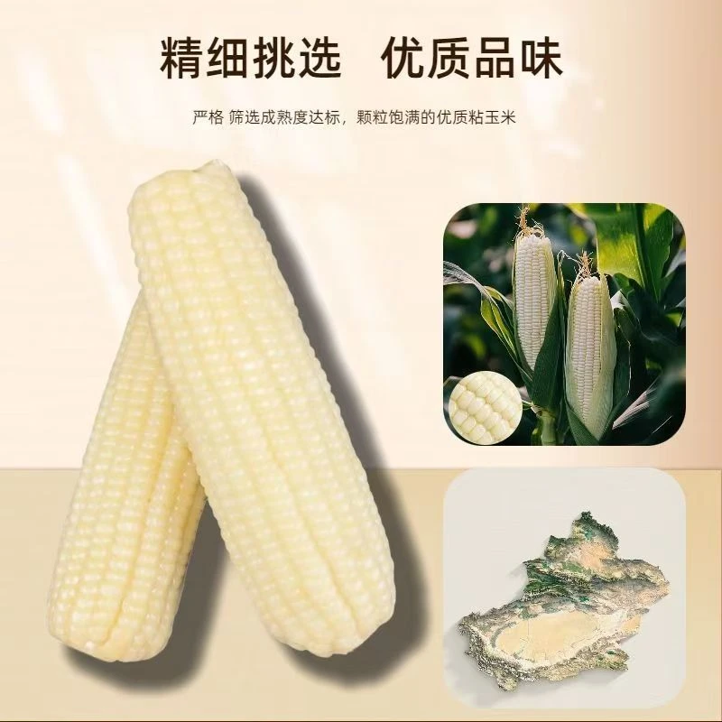 【白糯10根带箱5-5.5斤】内蒙古河套白糯玉米真空包装嫩偏甜