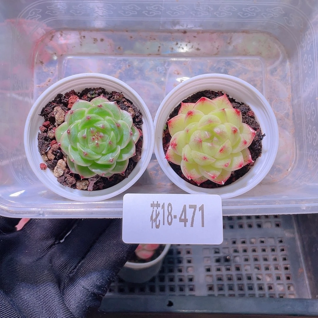 花利美18-471新品➕麦秆