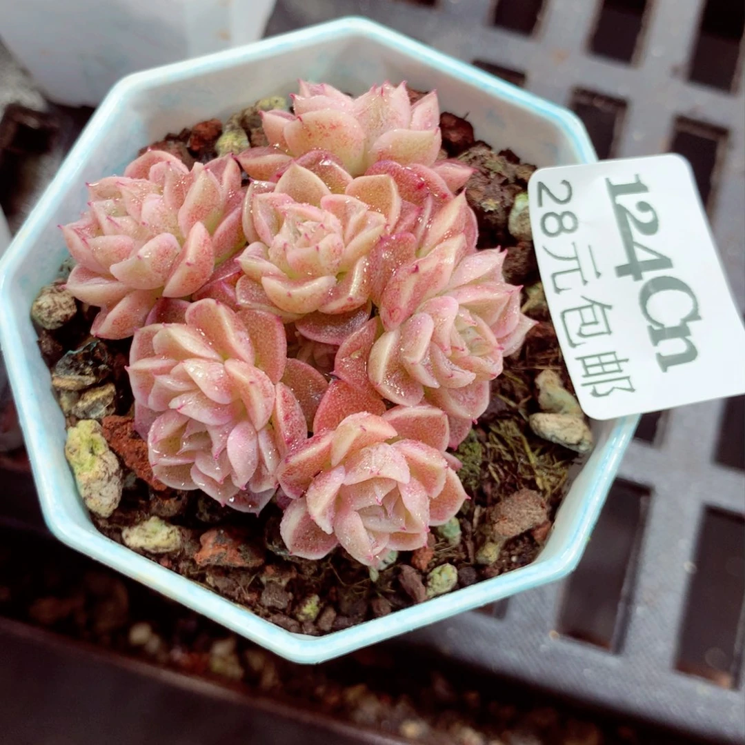 5厘米盆精控多肉124