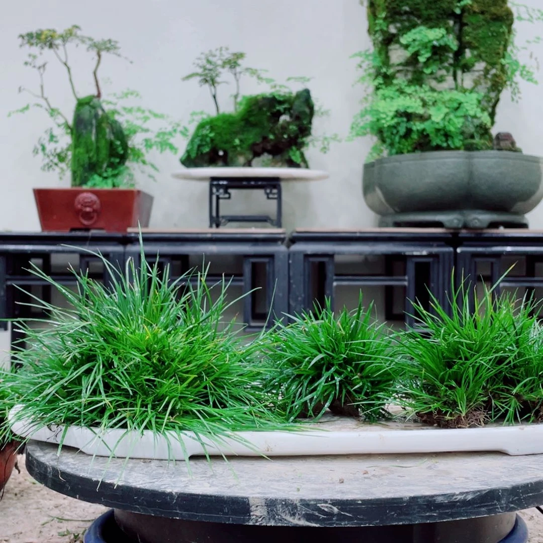无铅玻璃用****5铁线蕨等作物和植物等植物