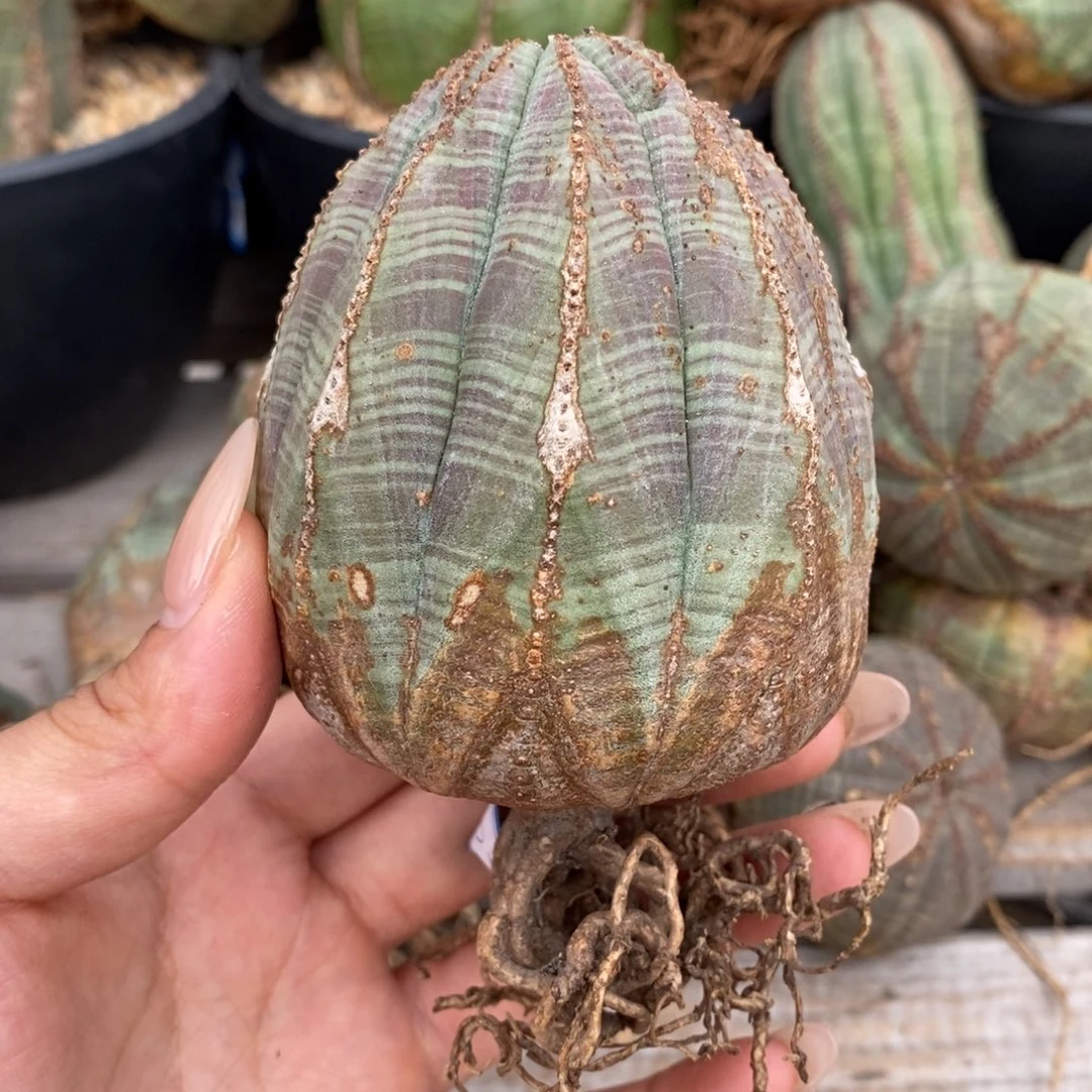 27欧系实生布纹球一物一拍