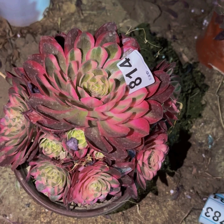 814半糖荔枝多肉植物不售后