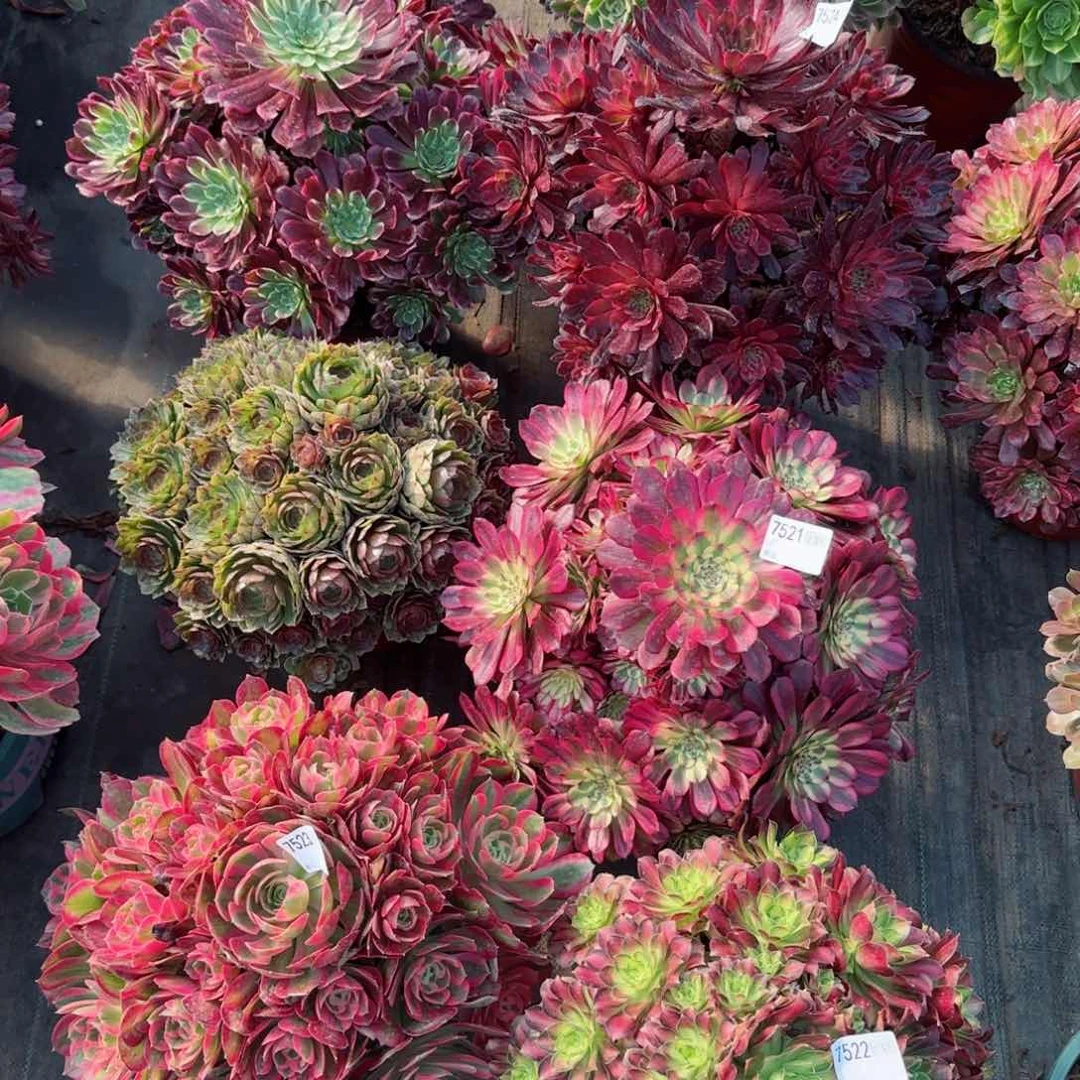 景****乐7522八颗多肉多肉