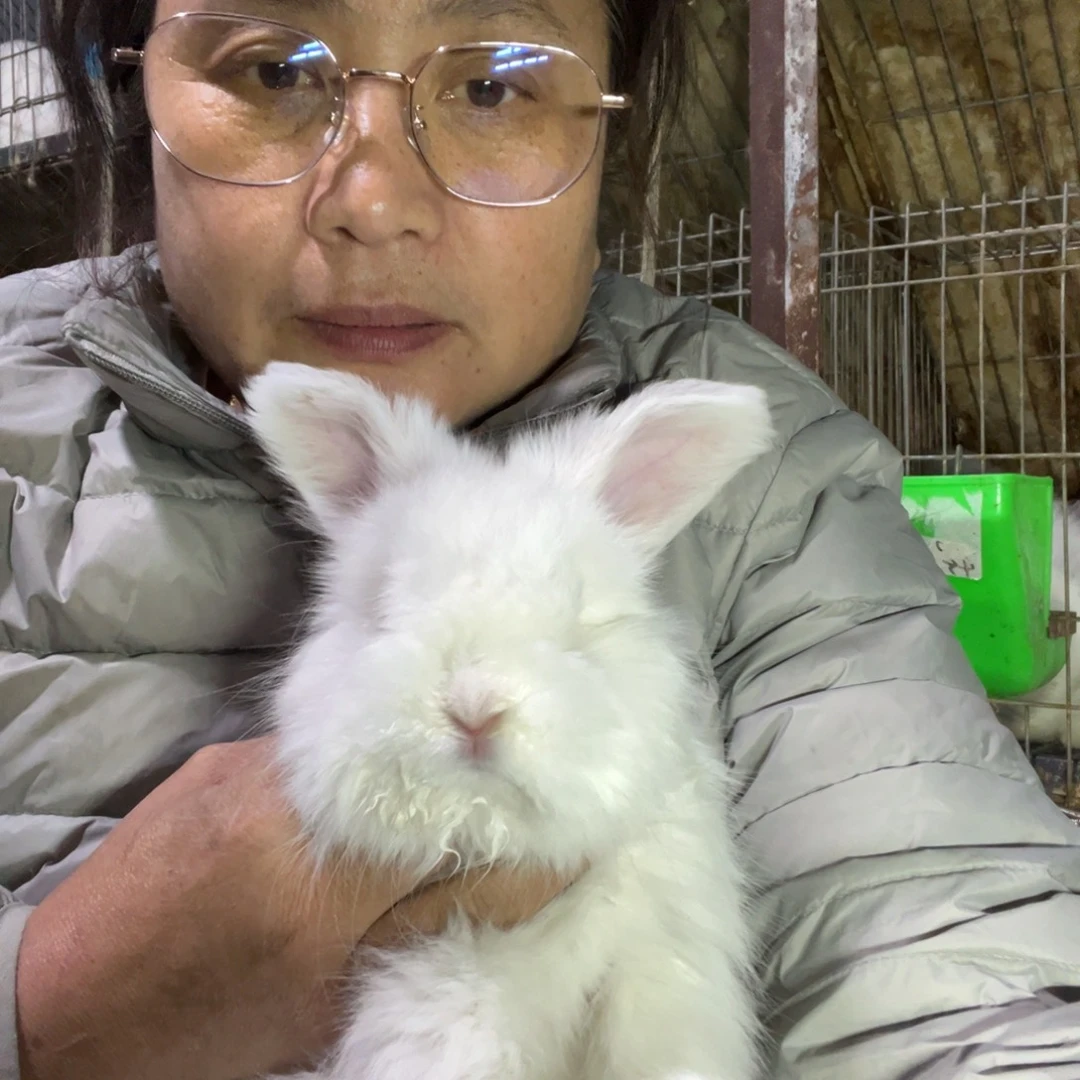 粥****双血统英系安拉兔子