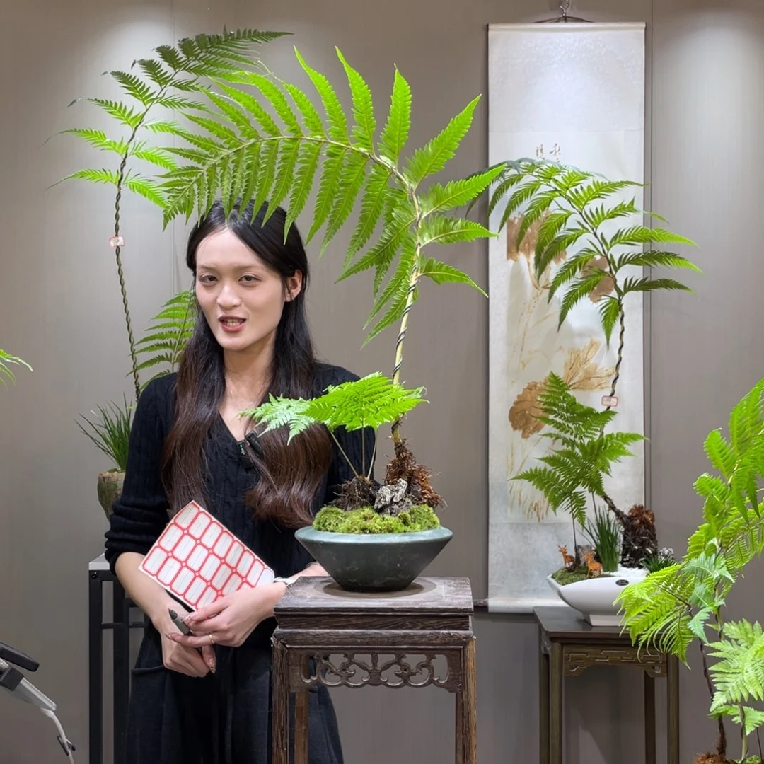 茶**?蕨类植物111111111