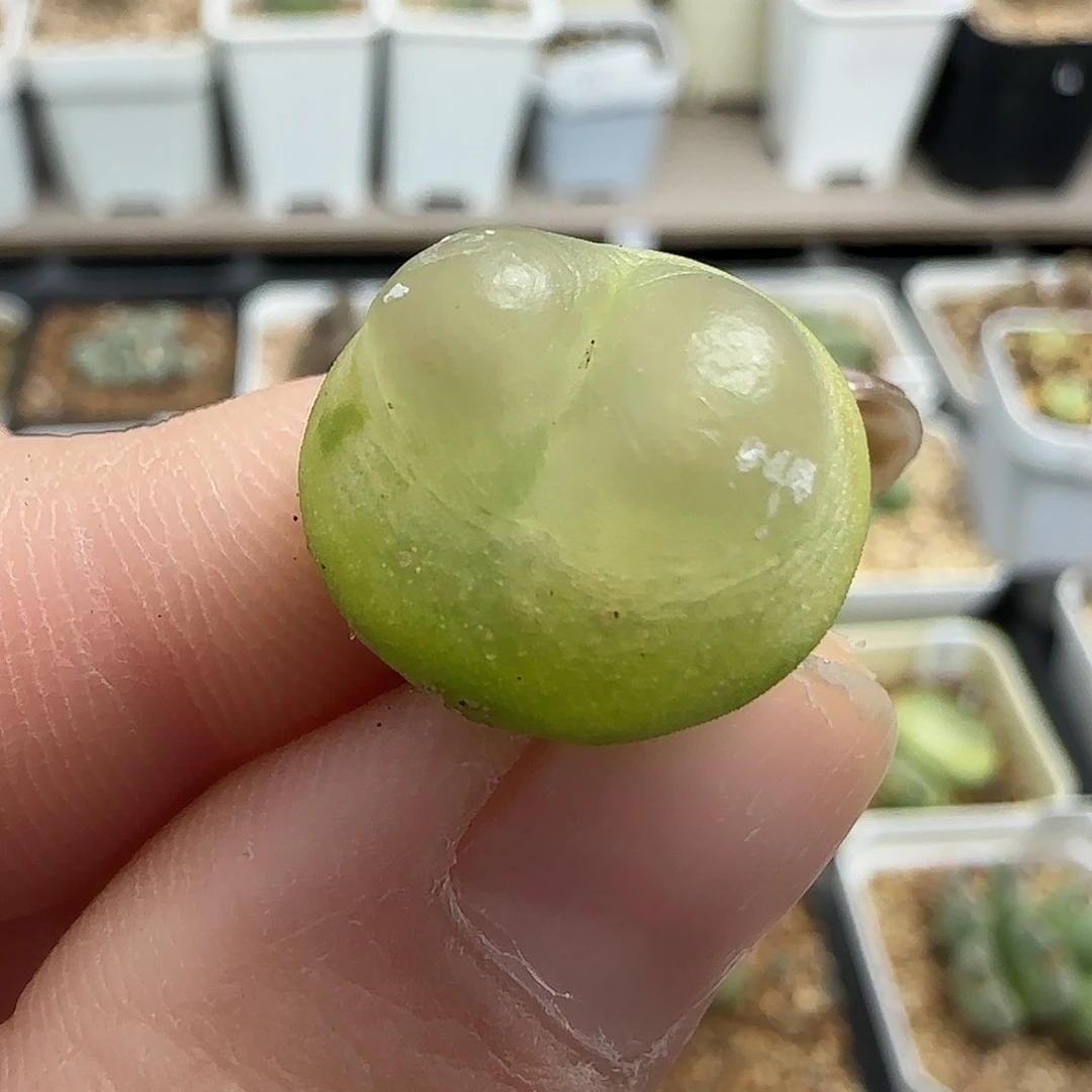 多肉植物拉登元旦大漏118号