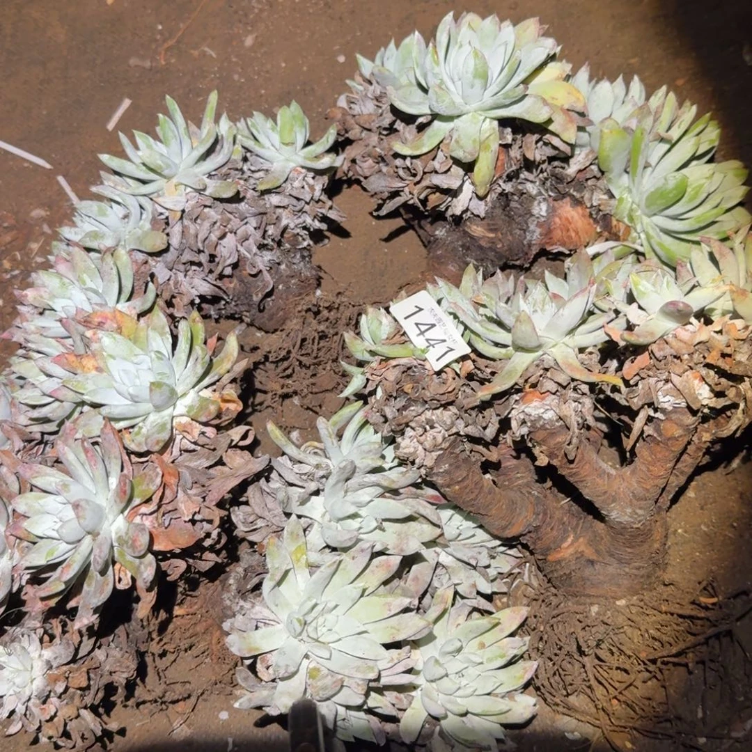 k***n阿金尼仙女杯多肉福利