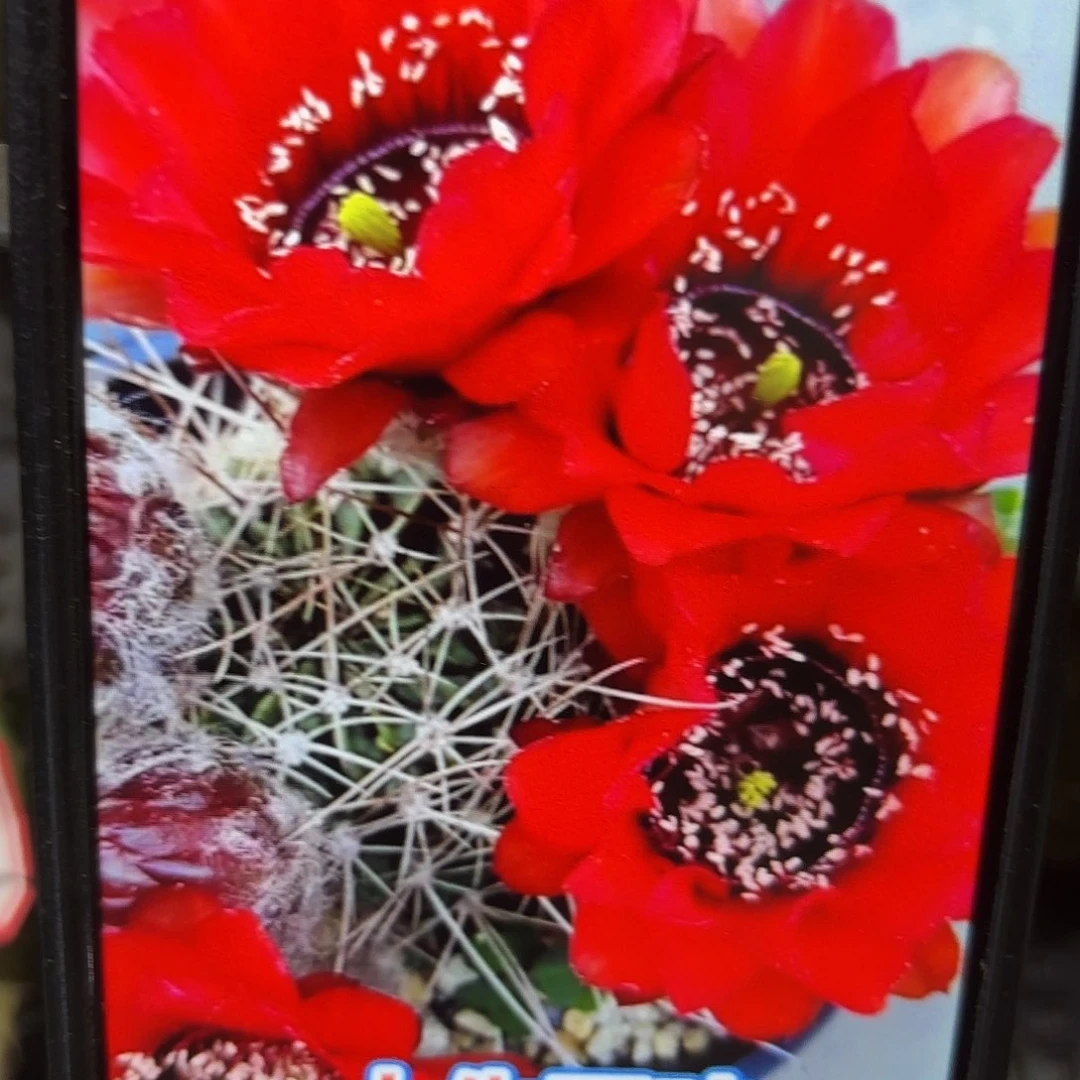 带根红黑喉丽花瑕疵小35