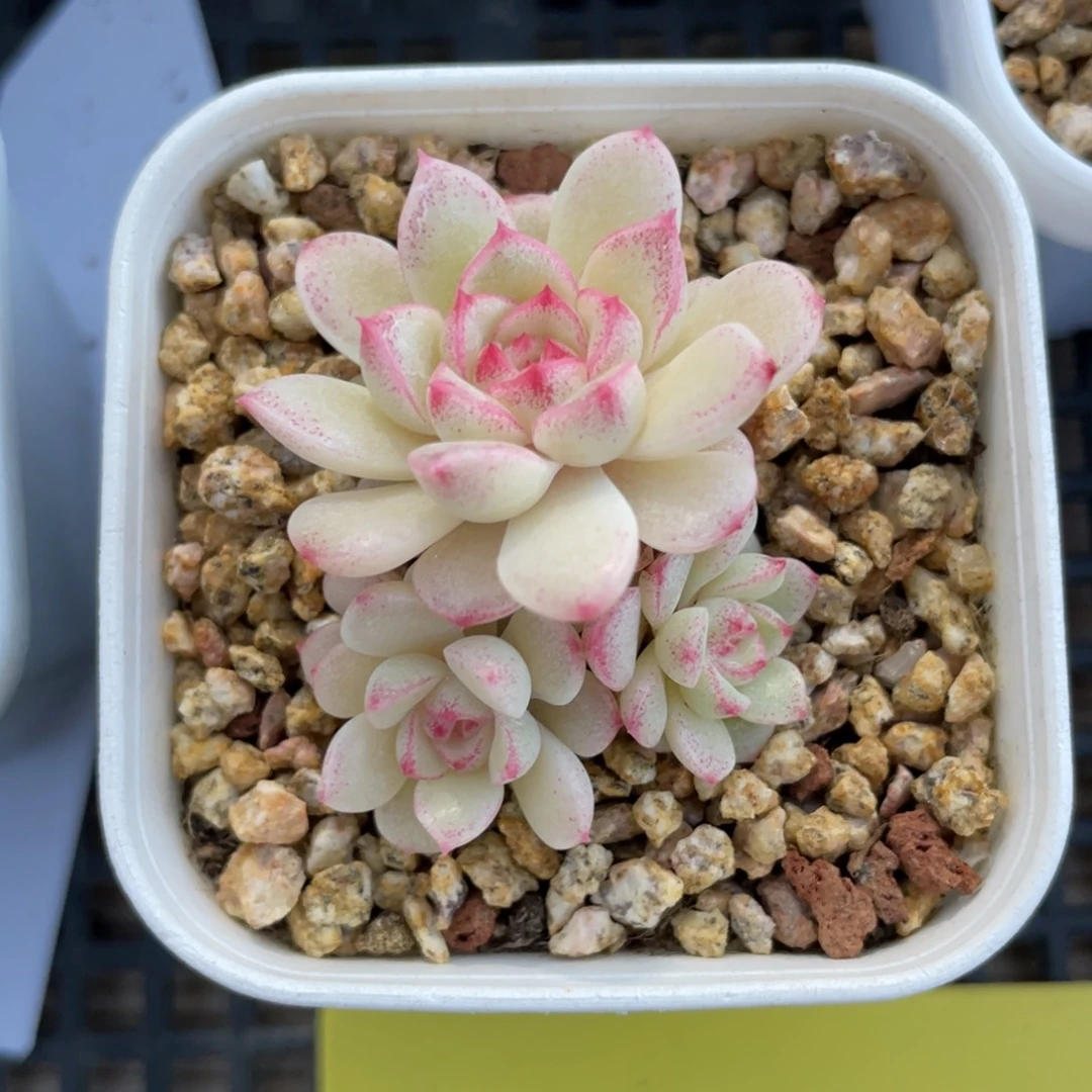 优选珍珠麦杆多肉1842