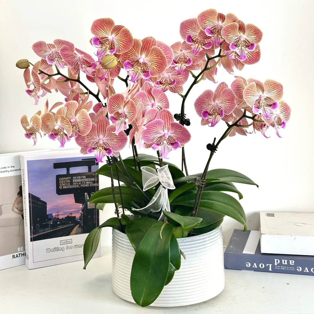 【心想事成】蝴蝶兰鲜花精致组盆 开花株 室内绿植 养兰基地直发