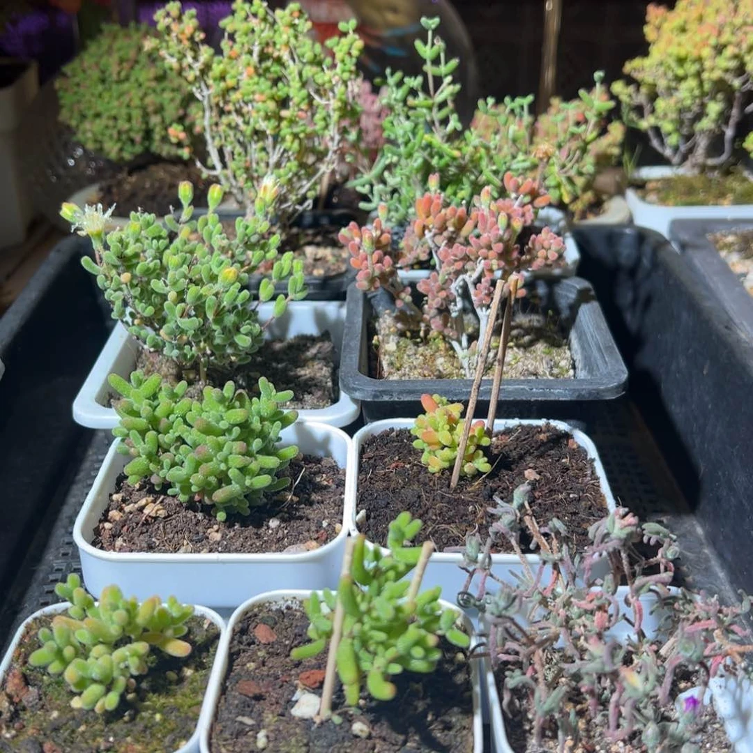 枝干番杏多肉植物021