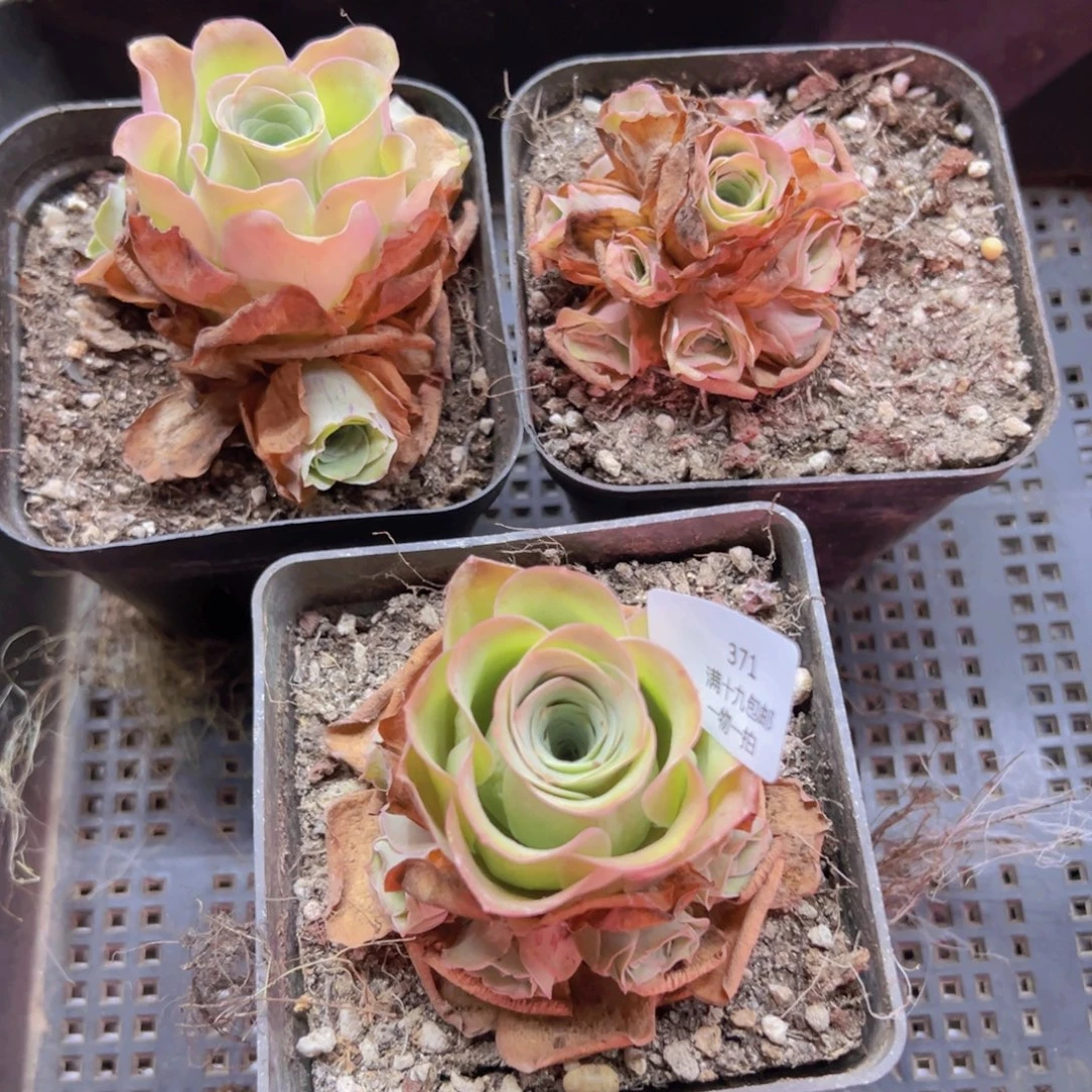 371 侧牙掉了不包损无售后