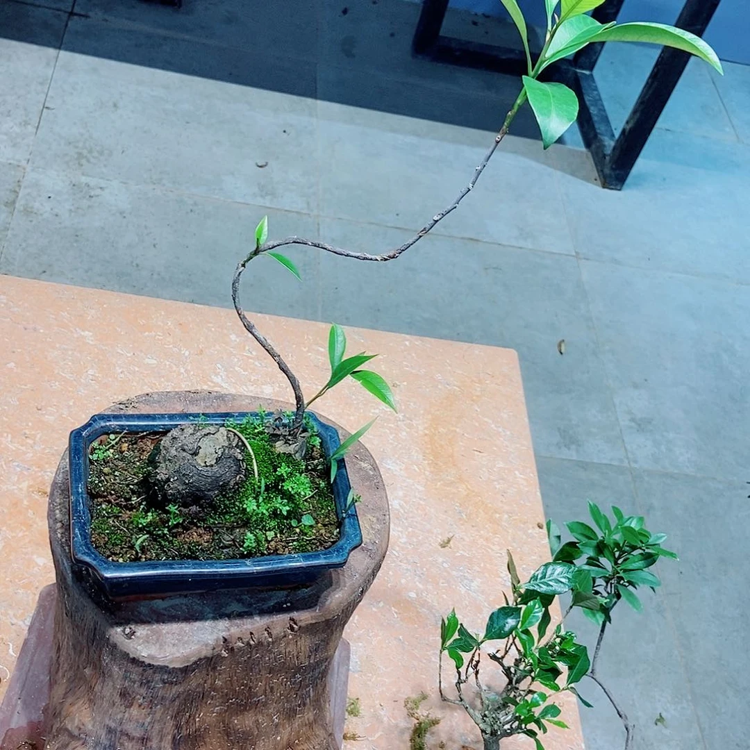 无花朵鸡****鸡感谢您的支持和配合