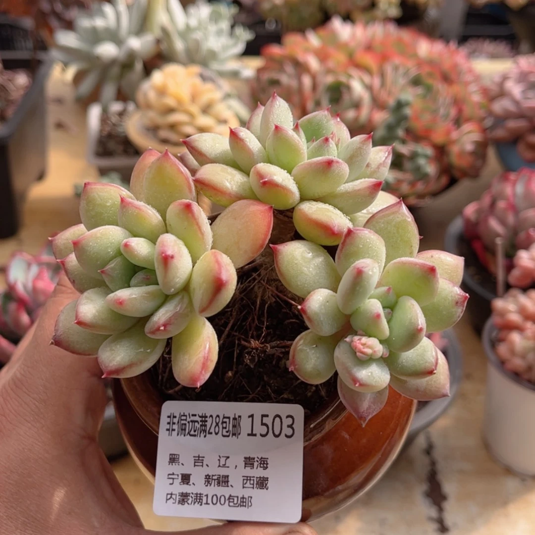 【闪购商品】1503蜜糖美人