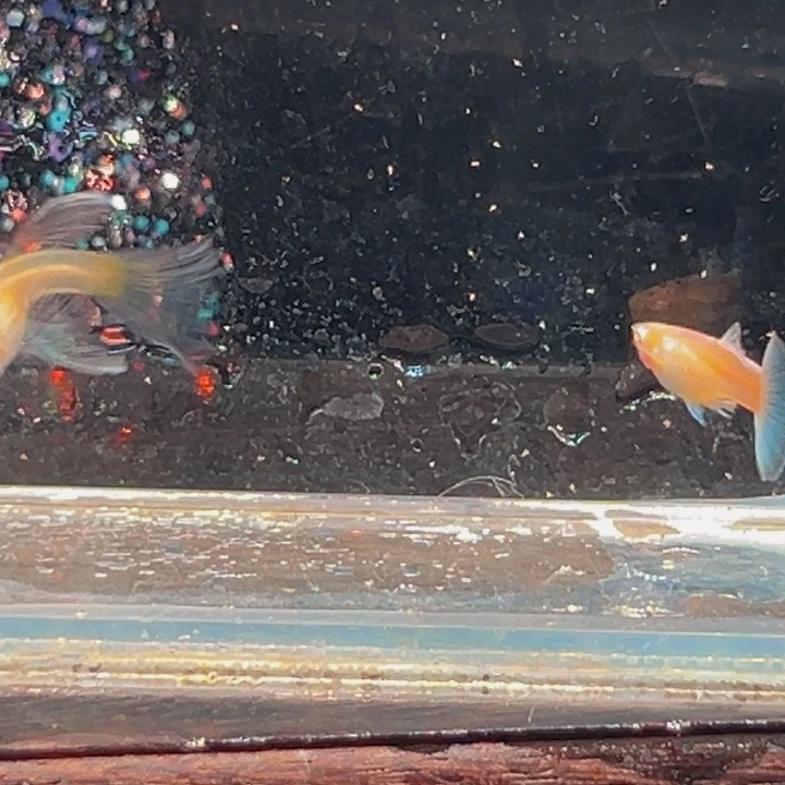 孔雀鱼蓝白压成c一对