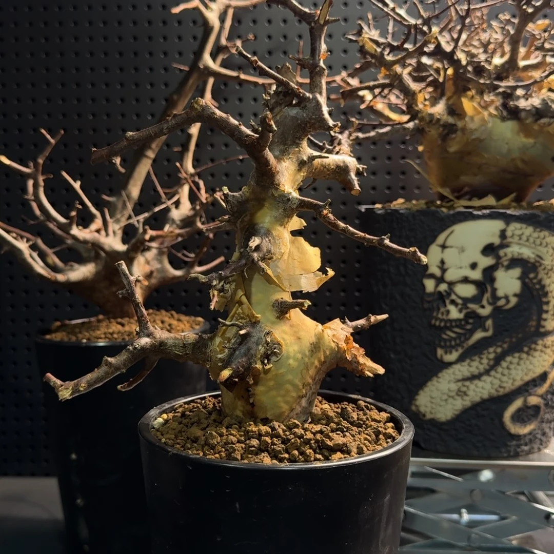 马萨比特免费寄养
