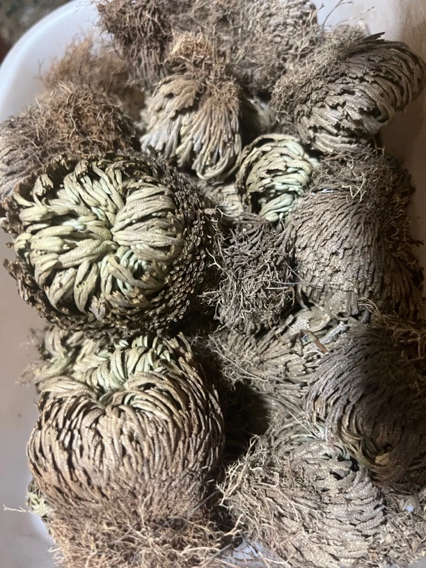云南边境下山货特色山野永恒草