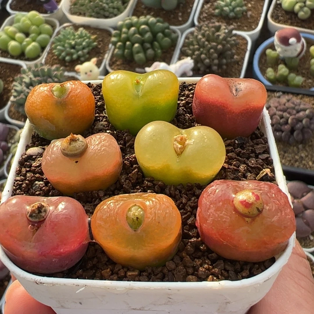 多肉植物百科彩虹母本