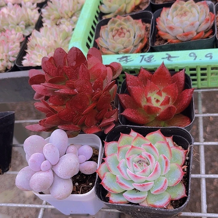 如图4盆1111111111