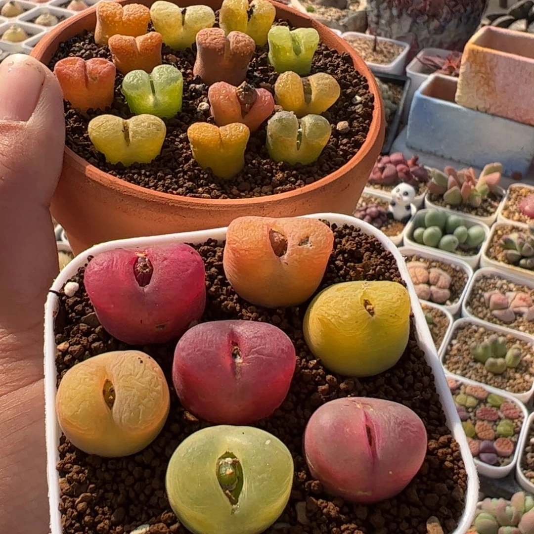 782多肉植物组合