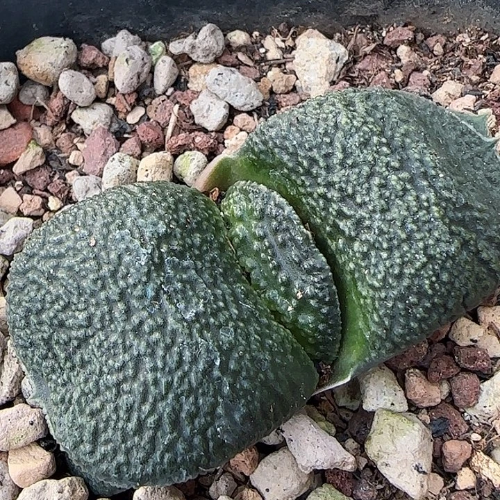 短厚叶大凸釉卧牛亚成