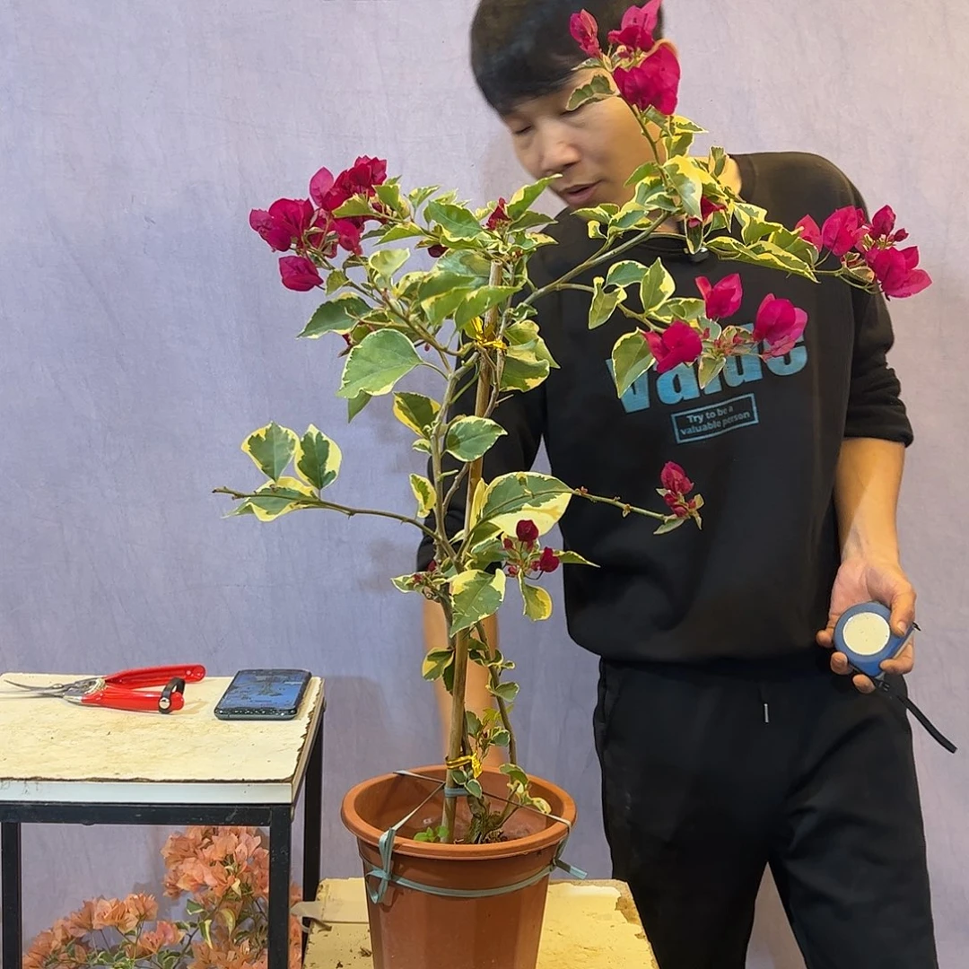 大量花朵（建议范围：8朵-15朵 或40%以上）蓝月亮