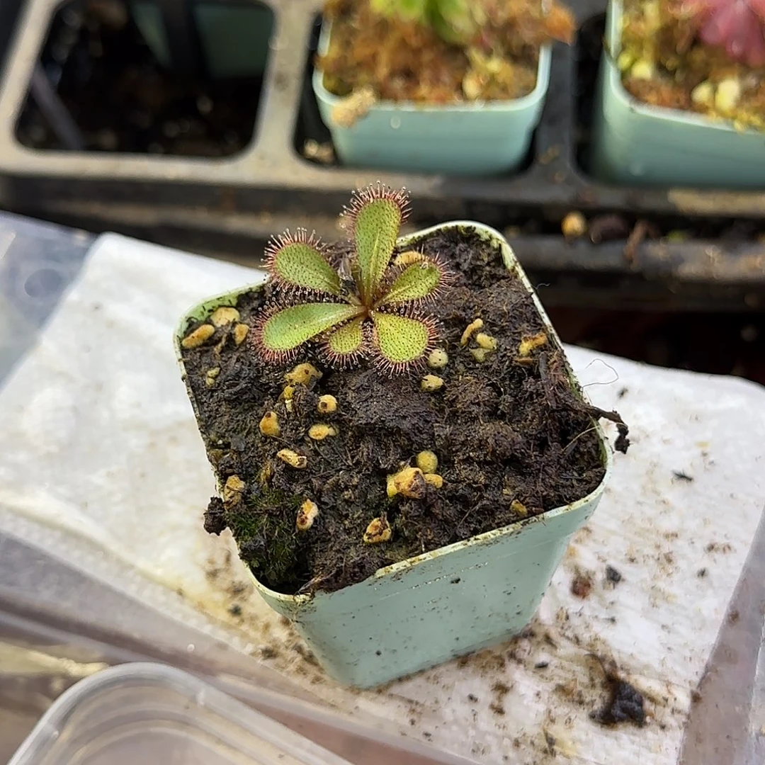 完全开放球茎球根茅