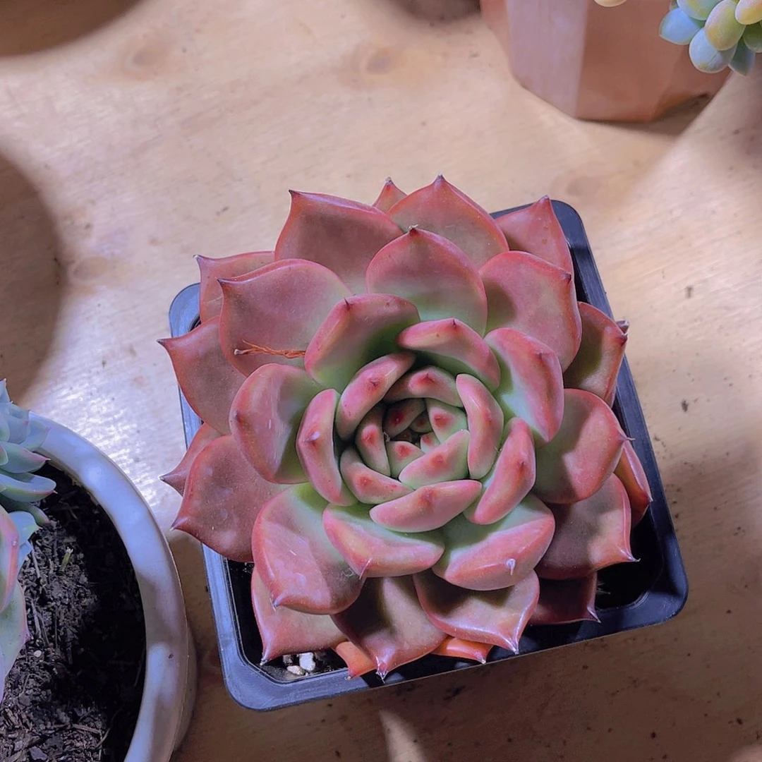 一****000000000000065