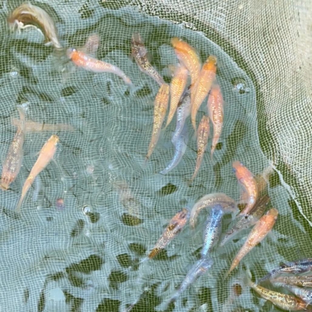 观背青鳉，2 厘米左右，多品种混色冷水鱼广温鱼小型