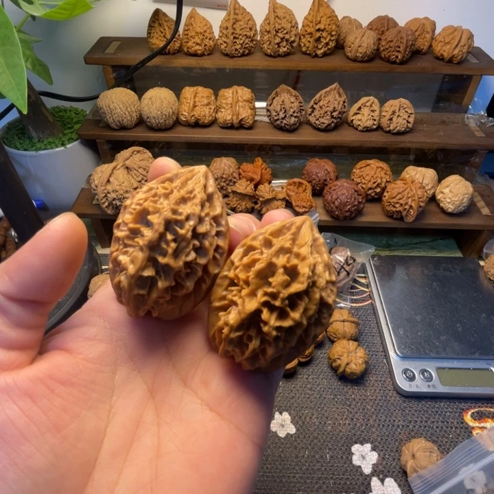 老鼠全品打底38.41.52