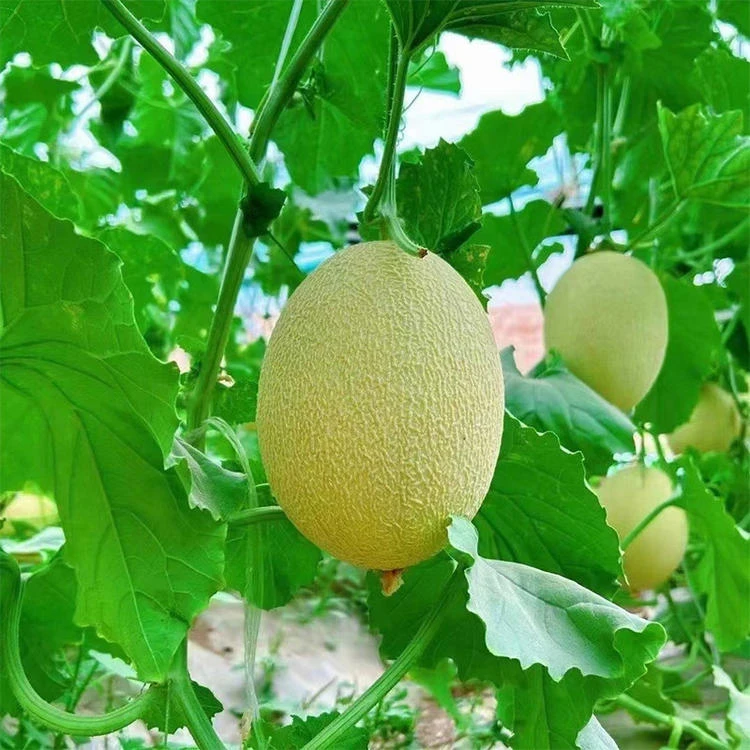（海南哈密瓜）璀璨明珠哈密瓜原产地现摘现发爆汁爆甜