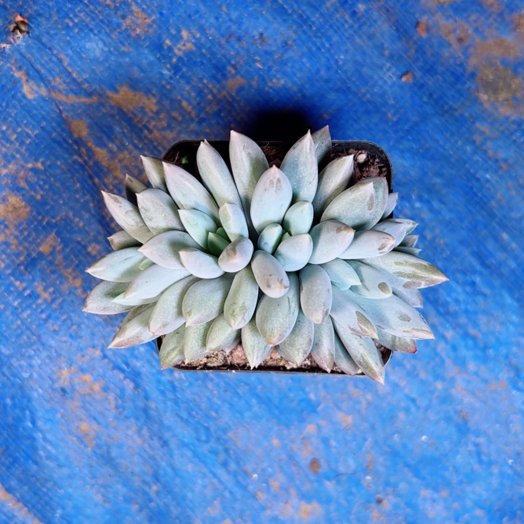 哥特多肉植物多肉植物