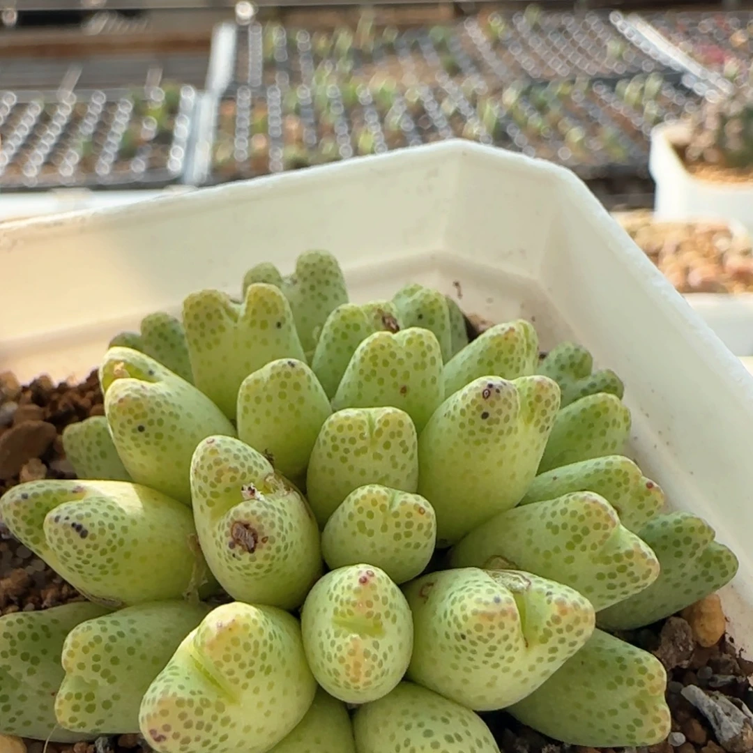 5873 大白多肉植物园