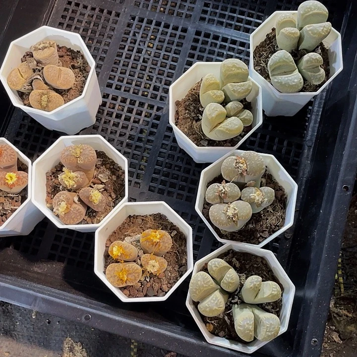 三头以上生石花带盆土发处理