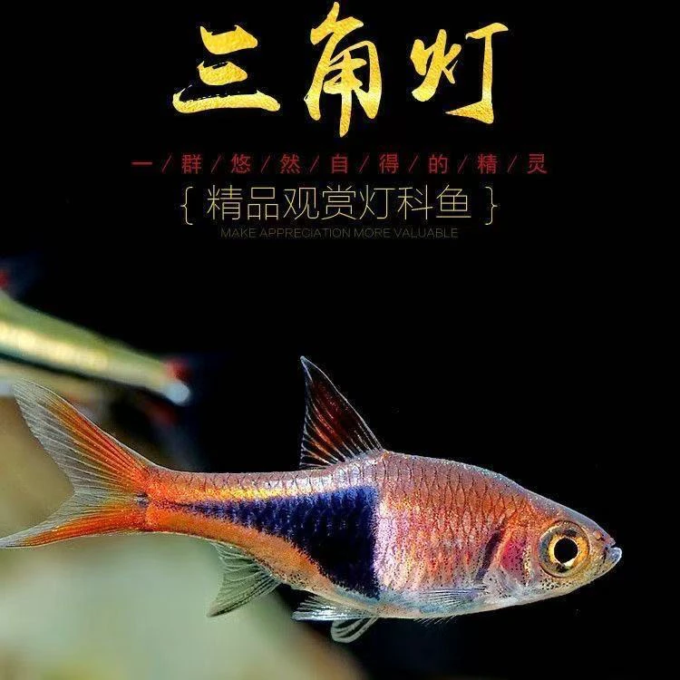 三角灯鱼小型热带灯科观赏鱼蓝刚果灯鱼红绿灯鱼三角灯鱼群游包邮