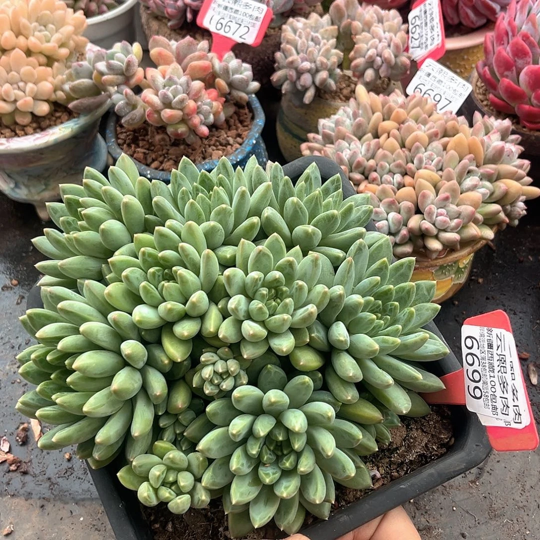6699雨花石。