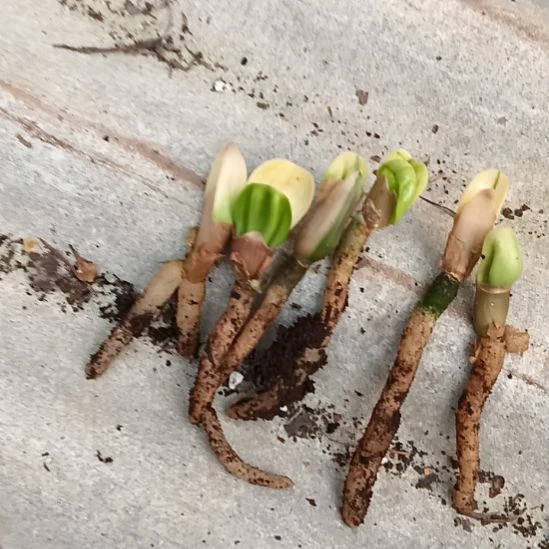 纵**水特色花卉君子兰小苗