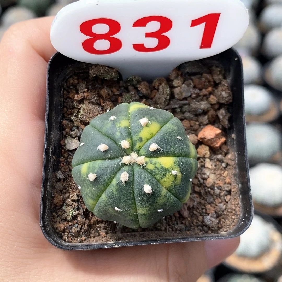 831兜锦系列产品福利