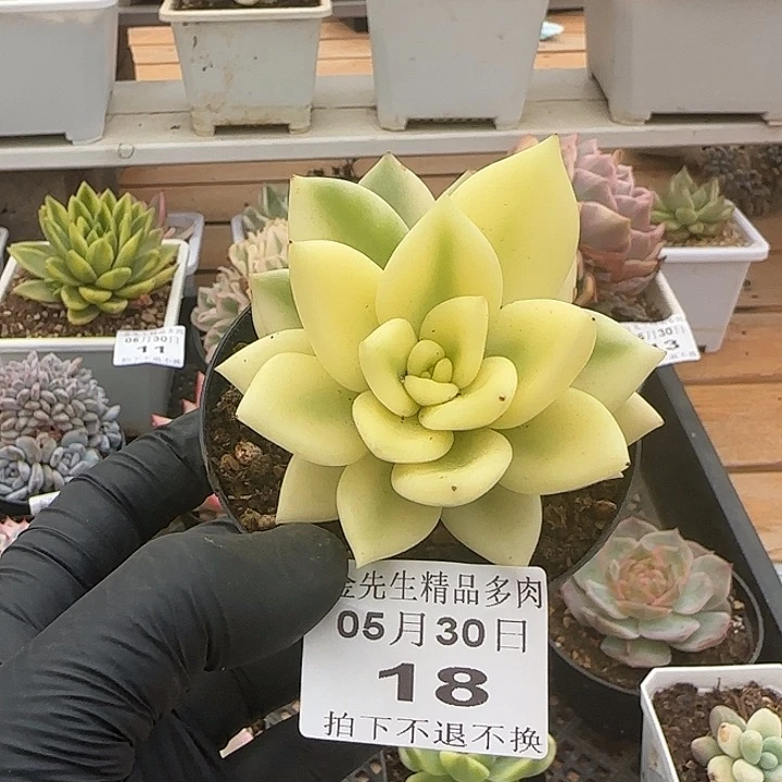 0530-18祝之松宽锦