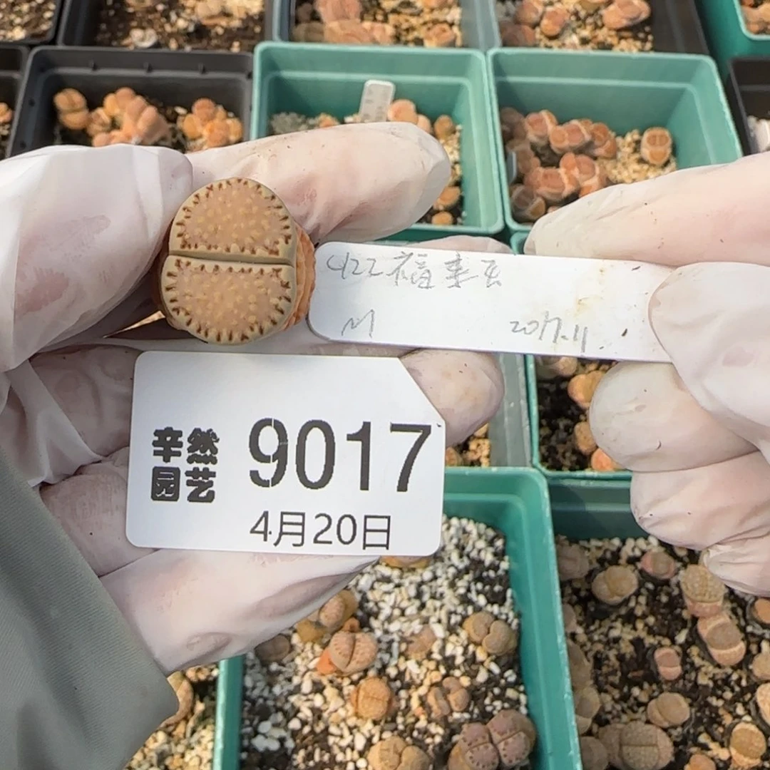 王**旺4.20，c122粉色饼干9017