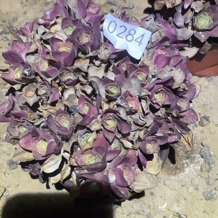多肉植物法师284美金玫瑰