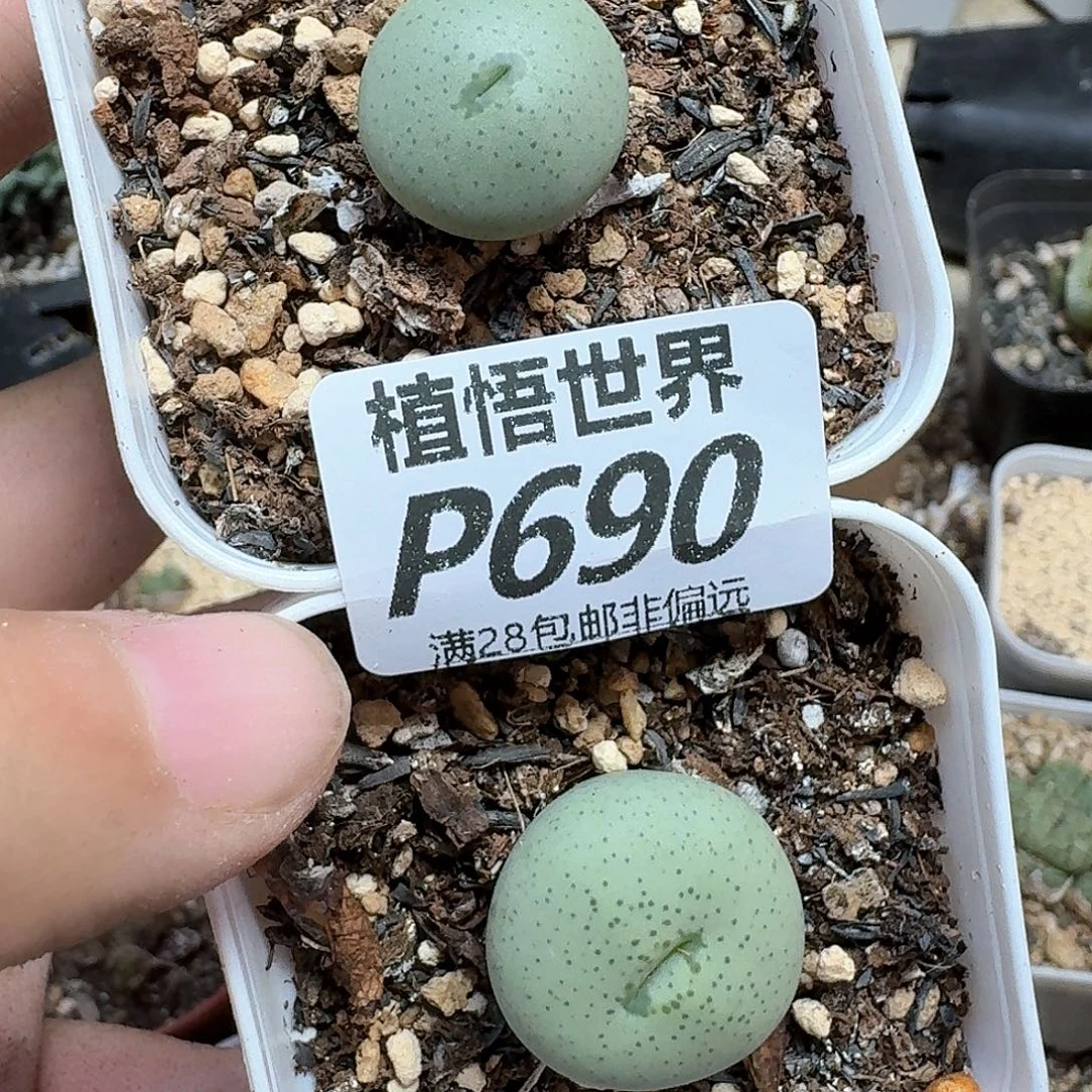 多肉植物的润泽的多